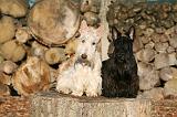 SCOTTISH TERRIER 126